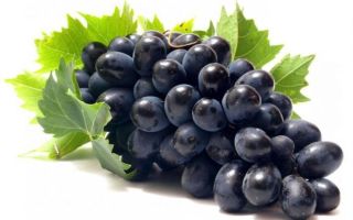 Кушать виноград при запоре полезно или вредно?